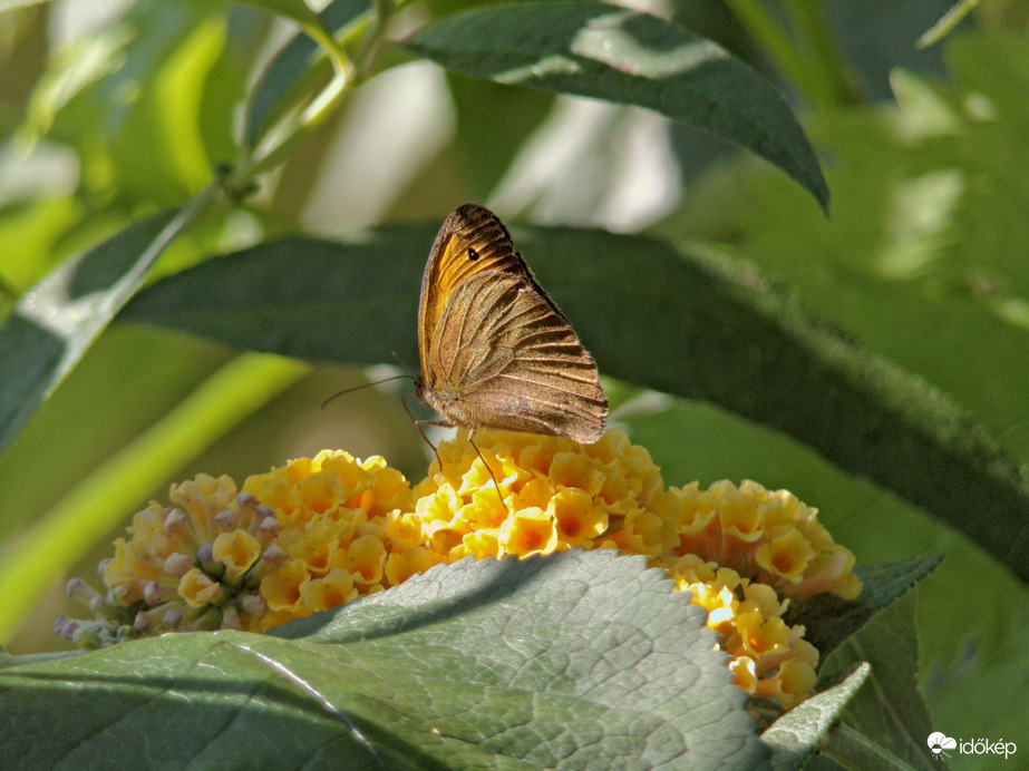 Nagy ökörszemlepke 