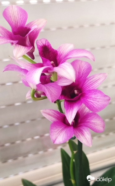 Dendrobium 