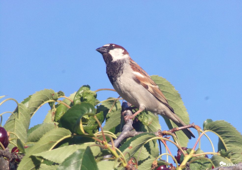 Területét figyelő házi veréb hím
