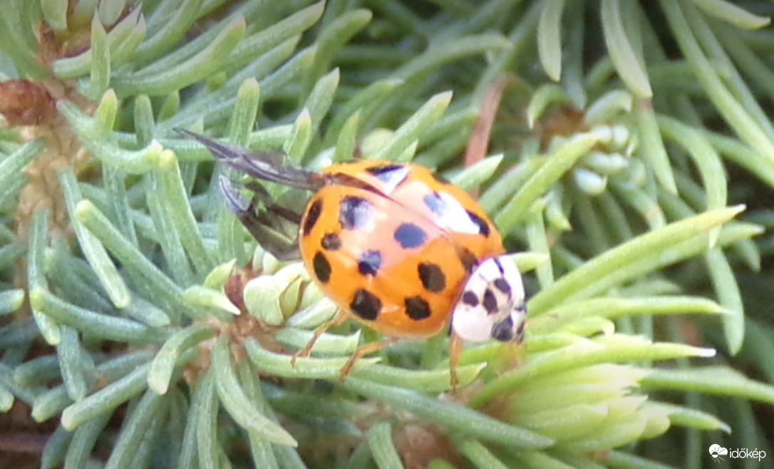 Repülés után megpihenő katica