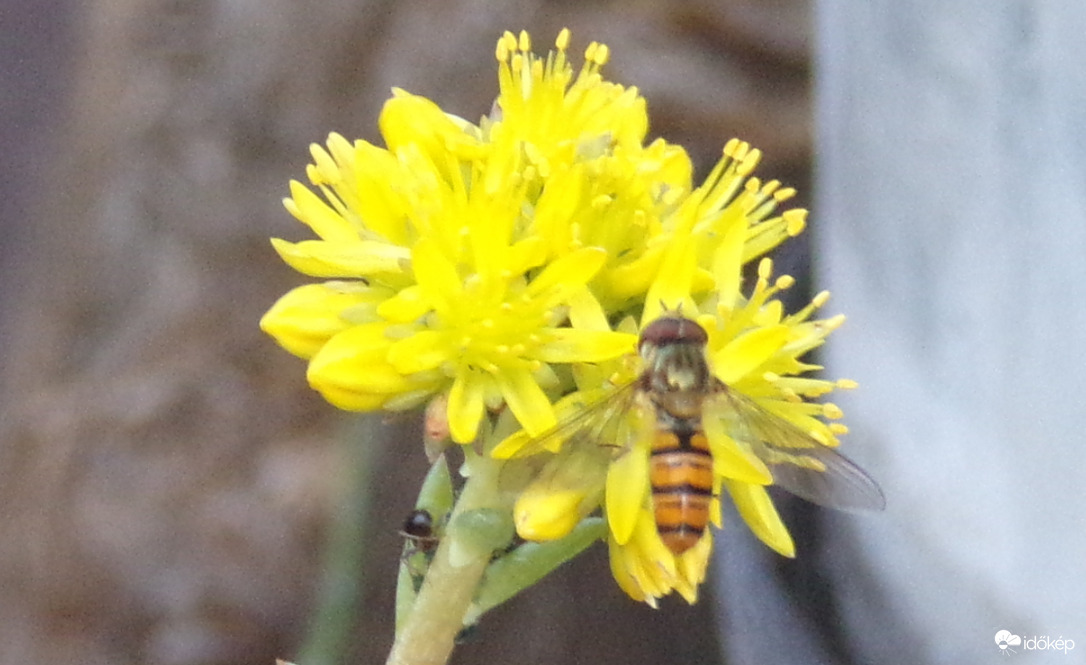 Kertünk egyik szorgos beporzója az Ékfoltos zengőlégy