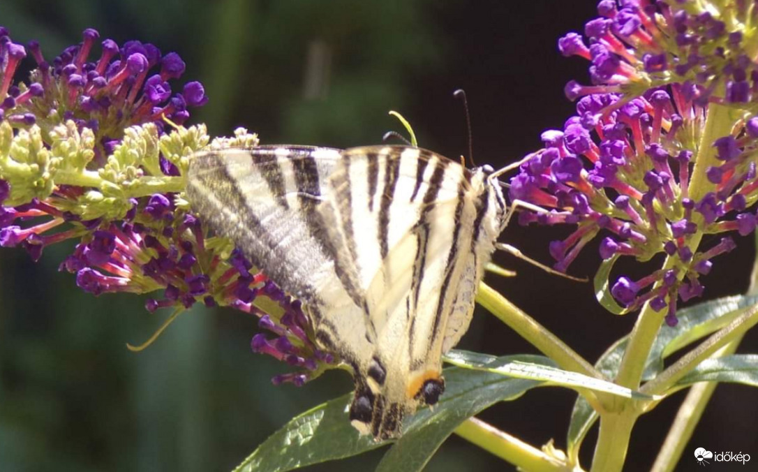 Délutáni modell :)