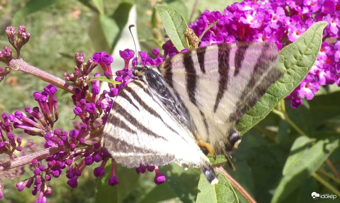 Fiatal kardoslepke kertünk mai vendége