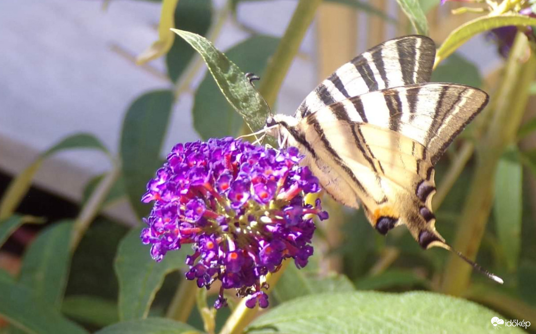 Nyári napfényben táplálkozó Kardoslepke :)