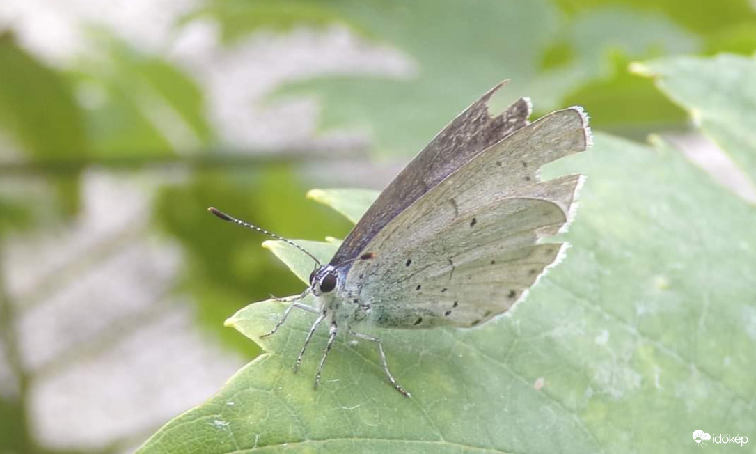  Levélen megpihenő Boglárkalepke :)