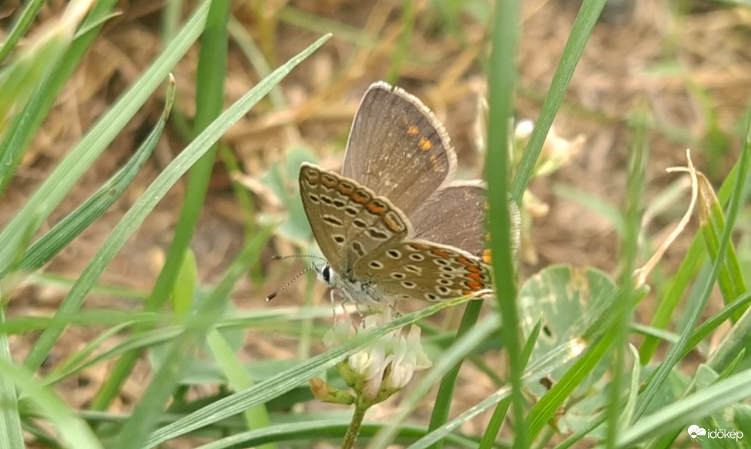 Kertünk bájos vendége a Boglárkalepke :)