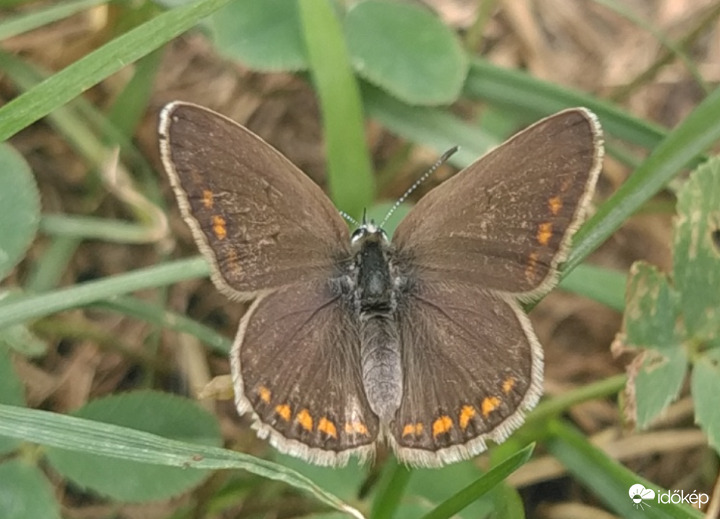 Szárnyait széttáró Közönséges boglárka 