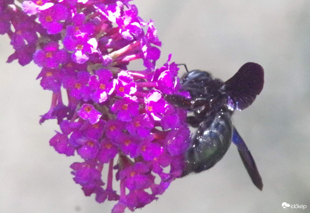 Kék fadongó a nyáriorgonán