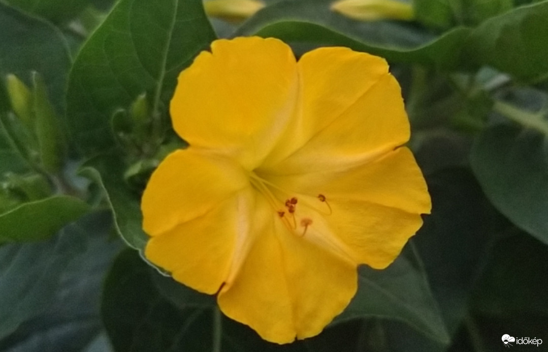  Harmadik idei Nagy csodatölcsérünk nemrég nyílt ki :) 