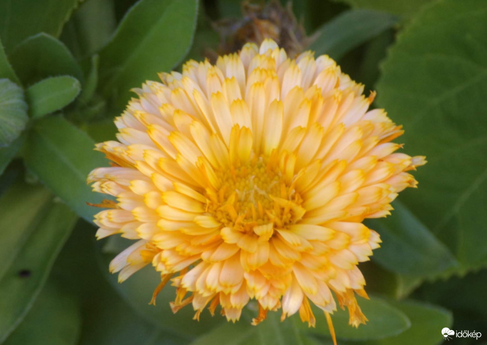 Szépséges körömvirág 