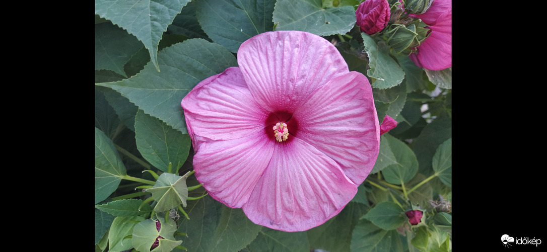 Szépséges Mocsári hibiszkusz :)