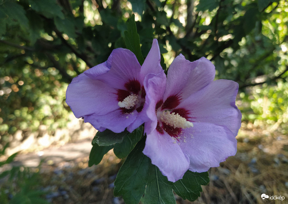 Kerti mályvacserjék