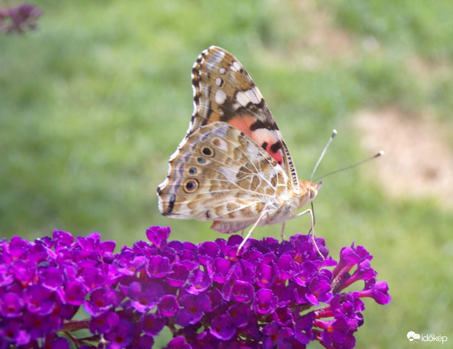 Fiatal Bogáncslepke kertünk délutáni vendége :)