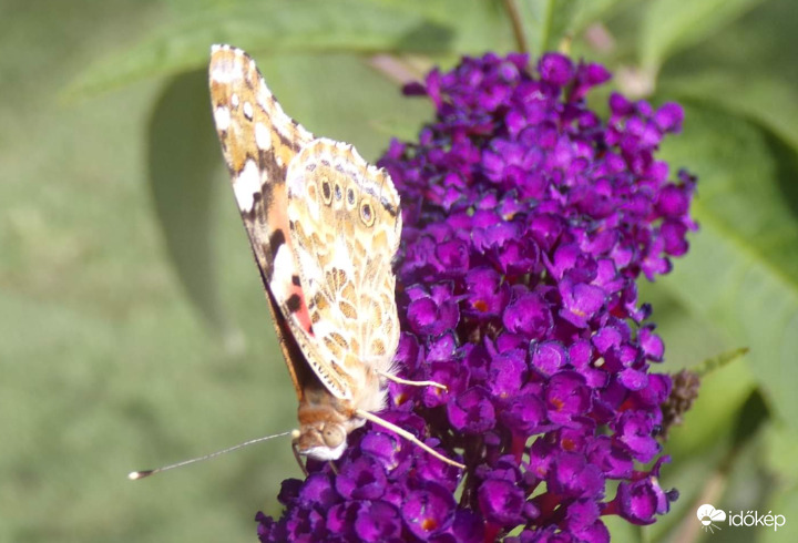 Nyáriorgonán eszegető Bogáncslepke :)