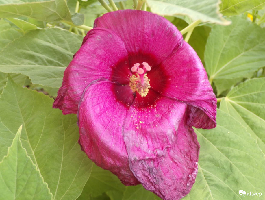 Kinyílt a Mocsári hibiszkuszunk :)