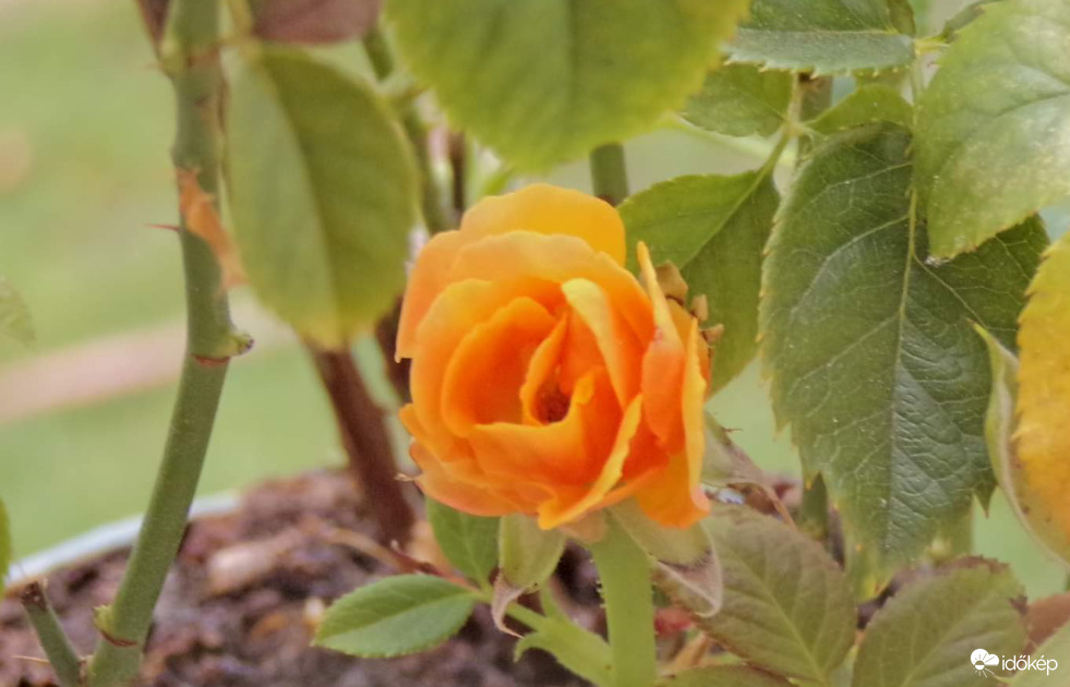 Elkezdett kinyílni a Minirózsa (Szobarózsa)