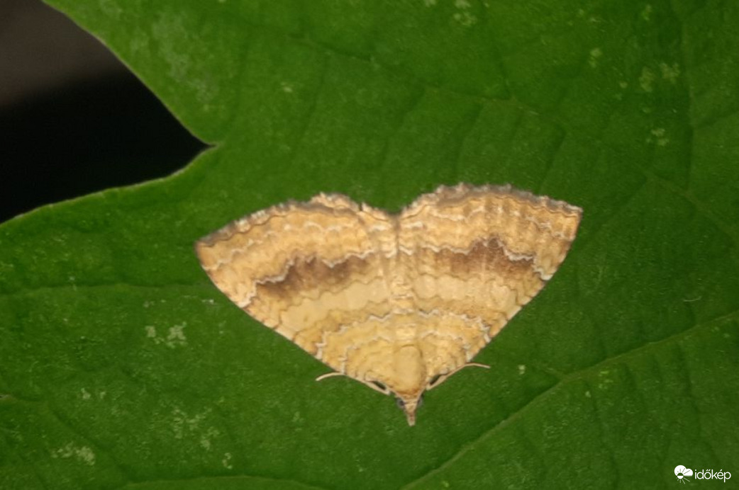 Kétvonalas sávosaraszoló a levélen megpihenve