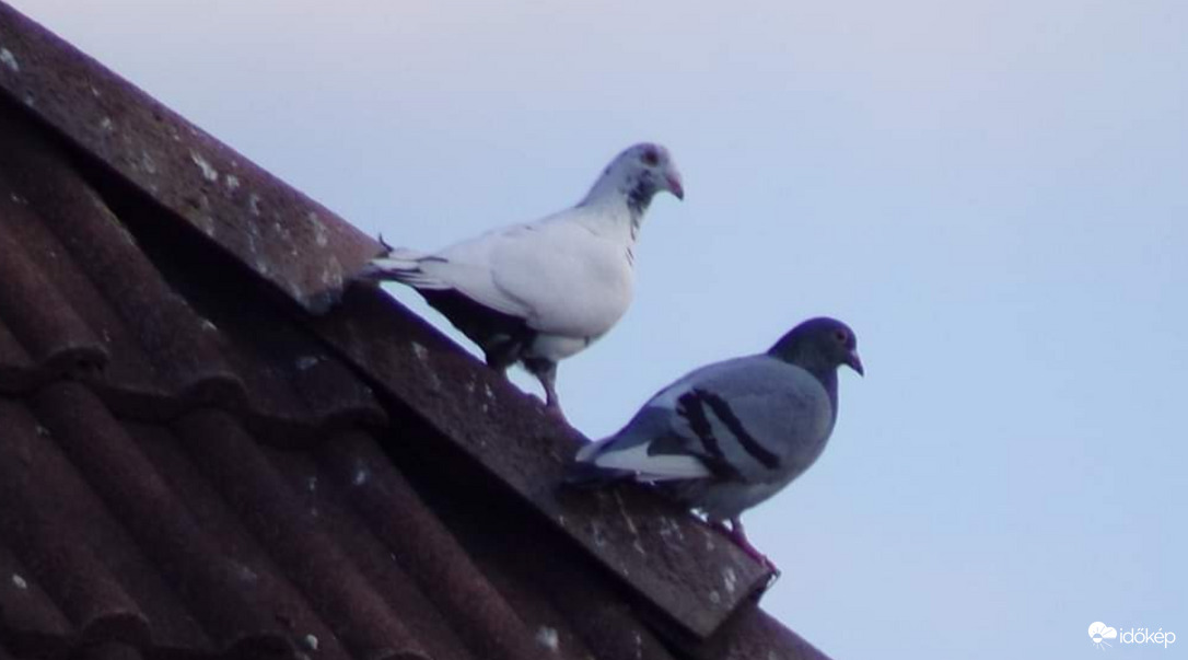 Fehér és szürke galamb a háztetőn 
