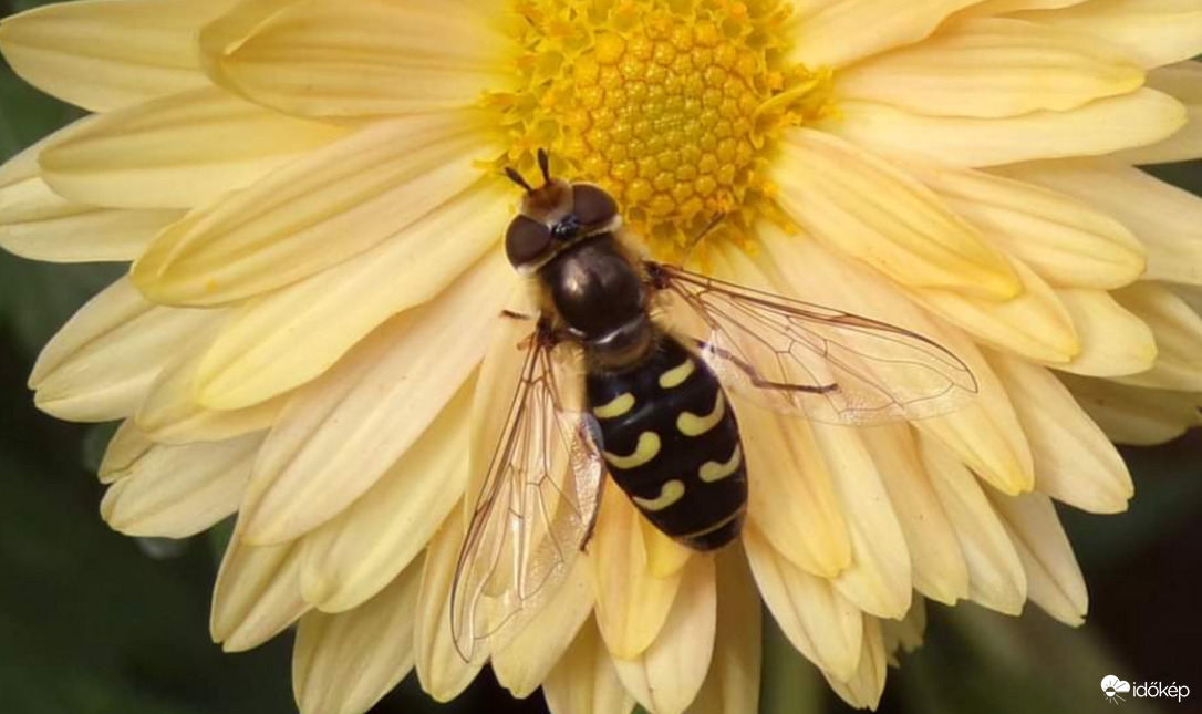 Egy új kertvendég :)