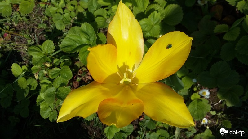 Tulipán