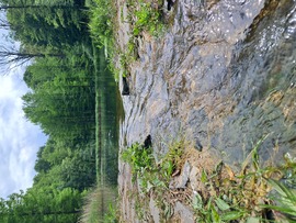 Jeli arborétum
