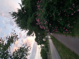 szilwa fotója