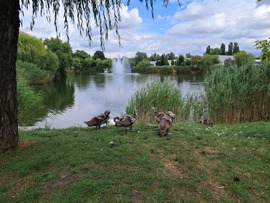Tollászkodás