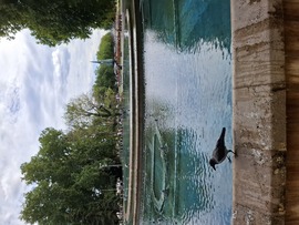 Margitsziget