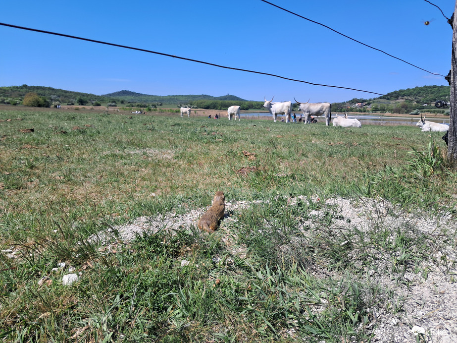 Tihany