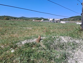 Tihany