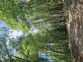 Cuha völgye