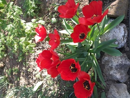 Piroska