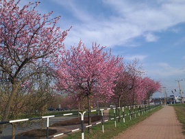 Tavaszodik