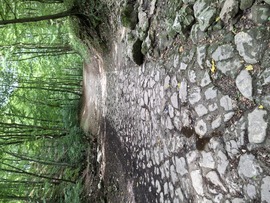 Cuha patak 