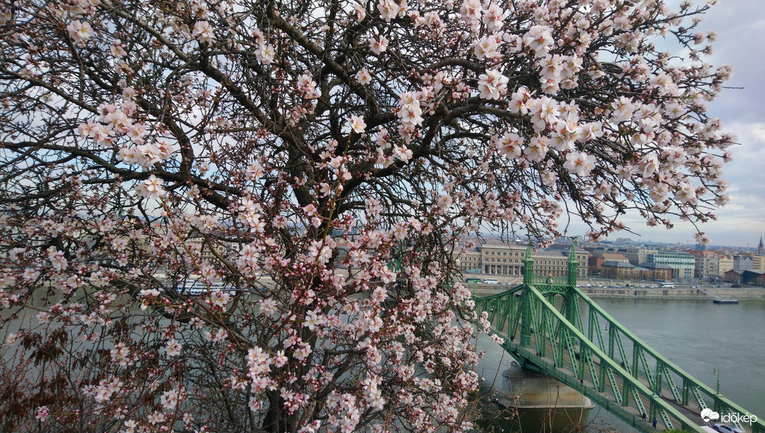 A "Boszorkányhegy" virágzó fája