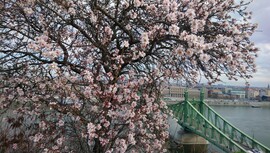 A "Boszorkányhegy" virágzó fája