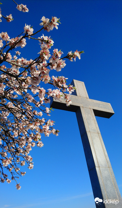 A mandulafa ölelésében