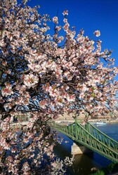 A Gellért-hegy fája teljes pompában