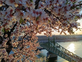 Pirkadat a Gellért-hegyen
