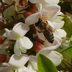Méhecske az akácosban, munkában. 