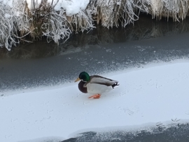 Kacsatánc a jégen.