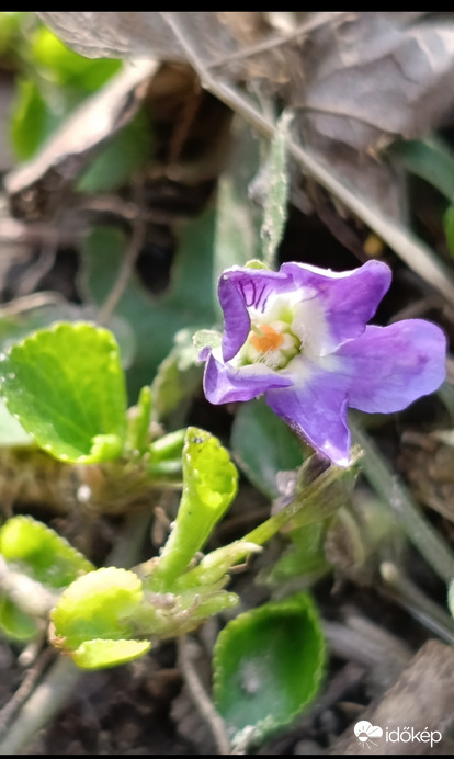 Tavasz lilával.