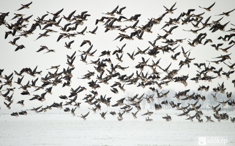 Kardoskút 2014 Január