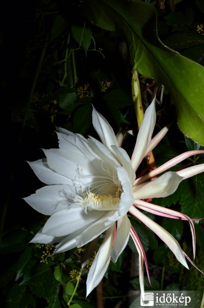 Éjszaka királynője