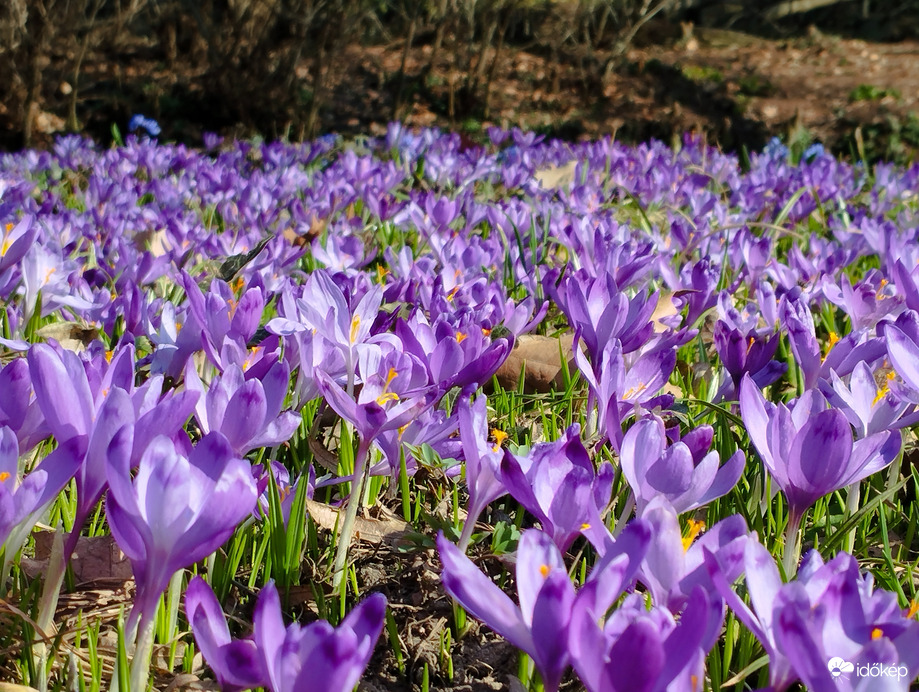 Tavaszi virágtenger 