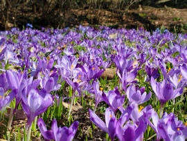 Tavaszi virágtenger 