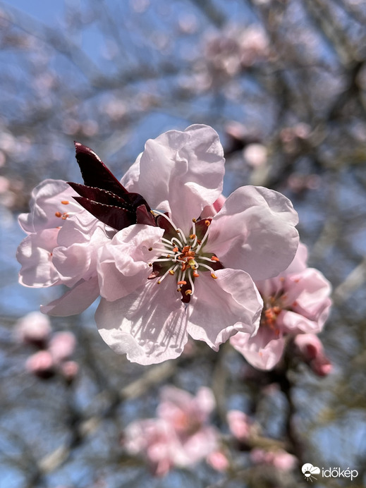 Tavasz :)