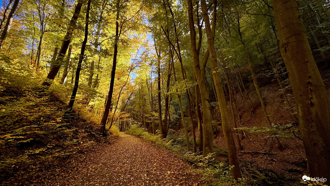 Erdőben