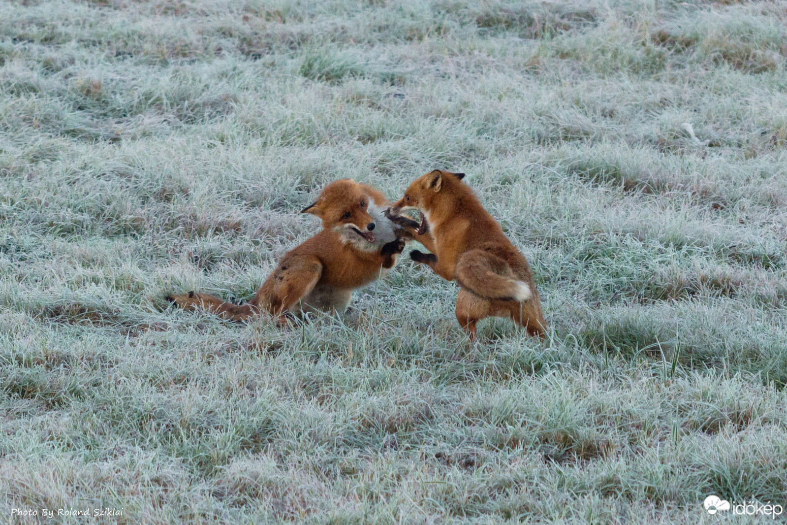 Boldog rókák 2