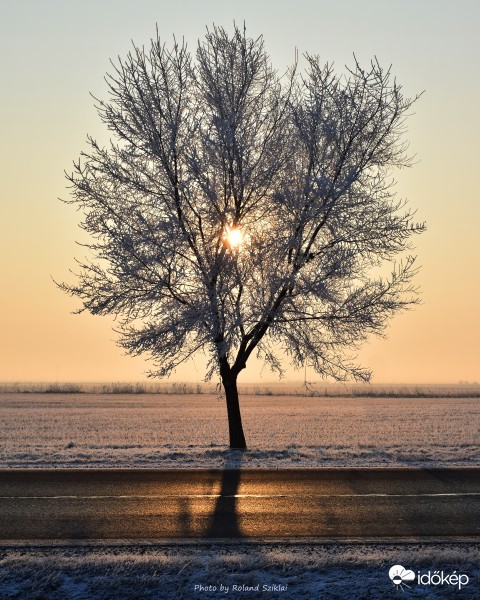 A út mellett álló fának is van szíve! :-)